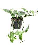 Эпипремнум Пиннатум Себу Блю H20 D12 см