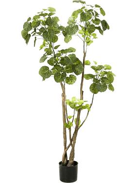 Полисциас искусственный Полисциас искусственный