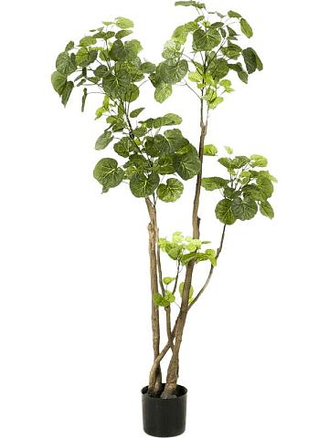 Полисциас искусственный Полисциас искусственный