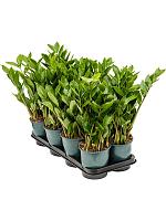 Замиокулькас замиелистный H50 D14 см