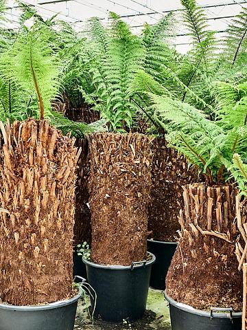 Диксония антарктическая Диксония антарктическая