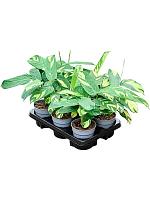 Калатея Пилоза H35 D12 см