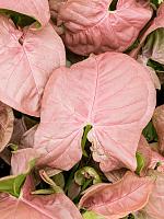 Сингониум Неон пинк H26 D12 см