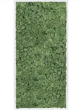 Картина из мха mdf ral 9010 satin gloss 100% reindeer moss (moss green) Картина из мха mdf ral 9010 satin gloss 100% reindeer moss (moss green)