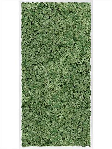 Картина из мха mdf ral 9010 satin gloss 100% reindeer moss (moss green) Картина из мха mdf ral 9010 satin gloss 100% reindeer moss (moss green)