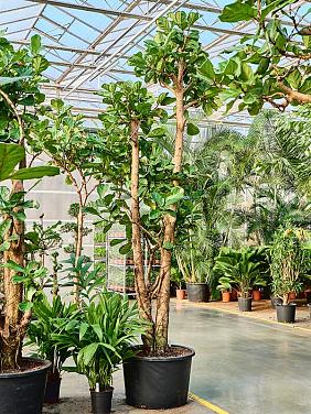 Фикус Лирата