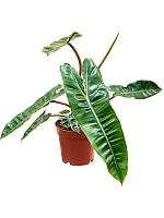 Филодендрон Биллитау H25 D12 см