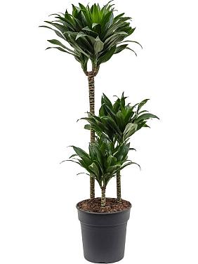 Драцена Фрагранс Компакта 3 ствола