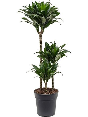 Драцена Фрагранс Компакта 3 ствола Драцена Фрагранс Компакта 3 ствола