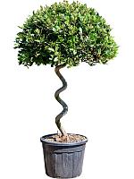 Лавровое дерево (Лавр благородный) спираль H190 D55 см