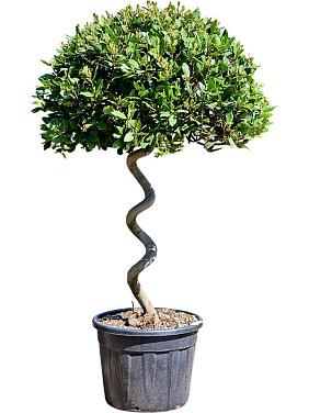 Лавровое дерево (Лавр благородный) спираль Лавровое дерево (Лавр благородный) спираль