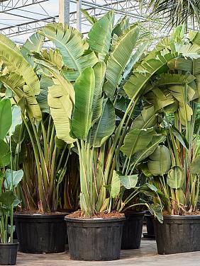 Стрелиция Николая