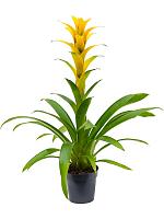 Гузмания Хильда желтая H55 D13 см