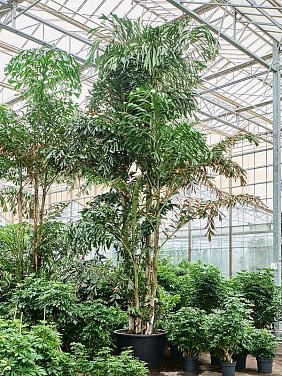 Кариота Митис мягкая Кариота Митис мягкая