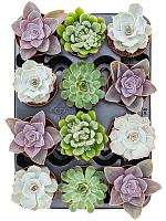 Эхеверия микс H15 D9 см