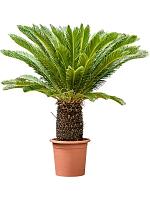 Цикас Революта H160 D45 см