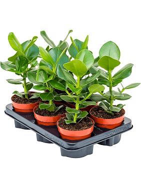 Клузия Росеа Принцесс Клузия Росеа Принцесс