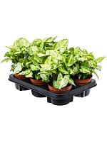 Сингониум Эрроу H25 D12 см