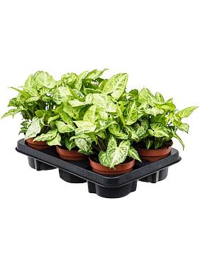 Сингониум Эрроу Сингониум Эрроу