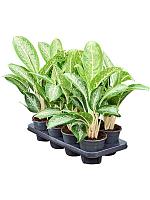 Аглаонема Анук H40 D14 см