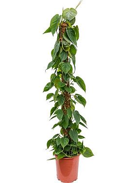 Филодендрон Сканденс на опоре Филодендрон Сканденс на опоре