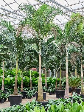 Водиетия Бифурката (Пальма Лисий хвост)