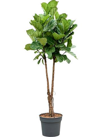 Фикус Лирата разветвленный