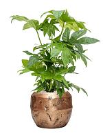 Фатсия Японская H90 D21 см