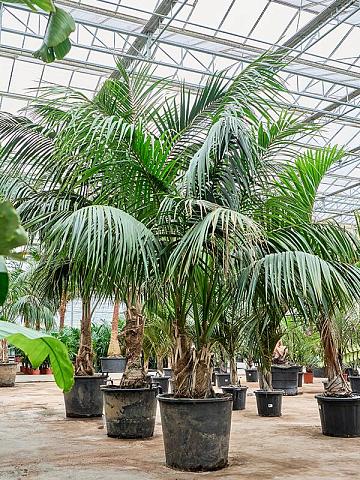 Ховея Форстера 2 ствола