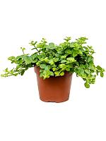 Пеперомия Ротундифолия Круглолистная H20 D12 см Пеперомия Ротундифолия Круглолистная H20 D12 см