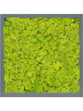 Картина из мха mdf ral 7016 satin gloss 100% reindeer (moss spring green) Картина из мха mdf ral 7016 satin gloss 100% reindeer (moss spring green)