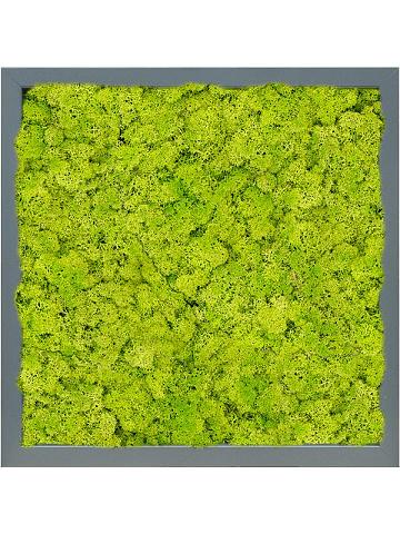 Картина из мха mdf ral 7016 satin gloss 100% reindeer (moss spring green)