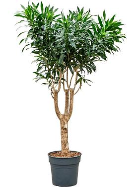 Драцена Рефлекса отогнутая