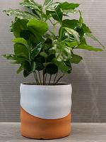 Кашпо Odin pot white terra D11 H11 см Кашпо Odin pot white terra D11 H11 см