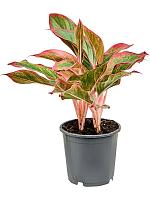 Аглаонема Сиам Ред H30 D13 см