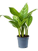 Аглаонема Страйпс H60 D17 см