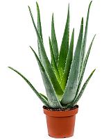 Алоэ Вера Барбаденсис H50 D14 см