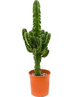 Молочай Эритрейский (Эуфорбия Эритрея) H80 D19 см