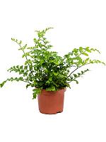 Асплениум Парвати H15 D9 см