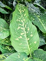 Диффенбахия Спотти H70 D17 см