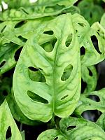 Монстера Обликва H12 D6 см