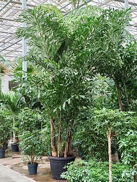 Кариота Митис мягкая