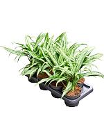 Аглаонема Кутласс H45 D14 см