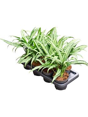 Аглаонема Кутласс Аглаонема Кутласс