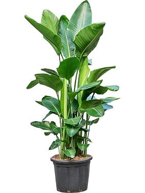 Стрелиция Николая Стрелиция Николая