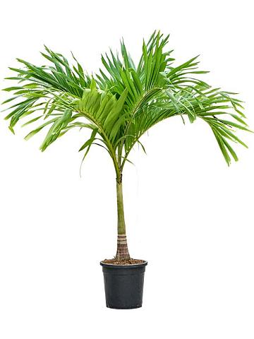 Вейтчия Мерилли (Адонидия)