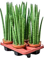 Сансевиерия Цилиндрика H50 D15 см