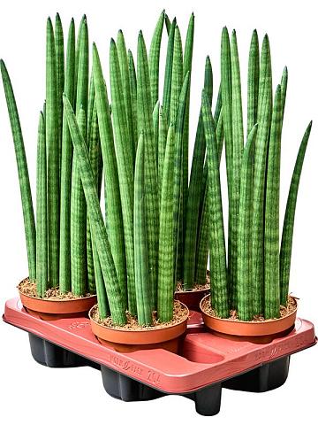 Сансевиерия Цилиндрика Сансевиерия Цилиндрика