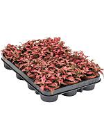 Фиттония Форест Флейм H10 D9 см