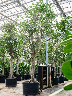 Фикус Альтиссимо